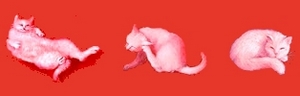 White miniature cats